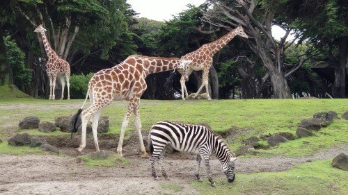 Explorando lo inexplicable: Actividades paranormales en los zoológicos