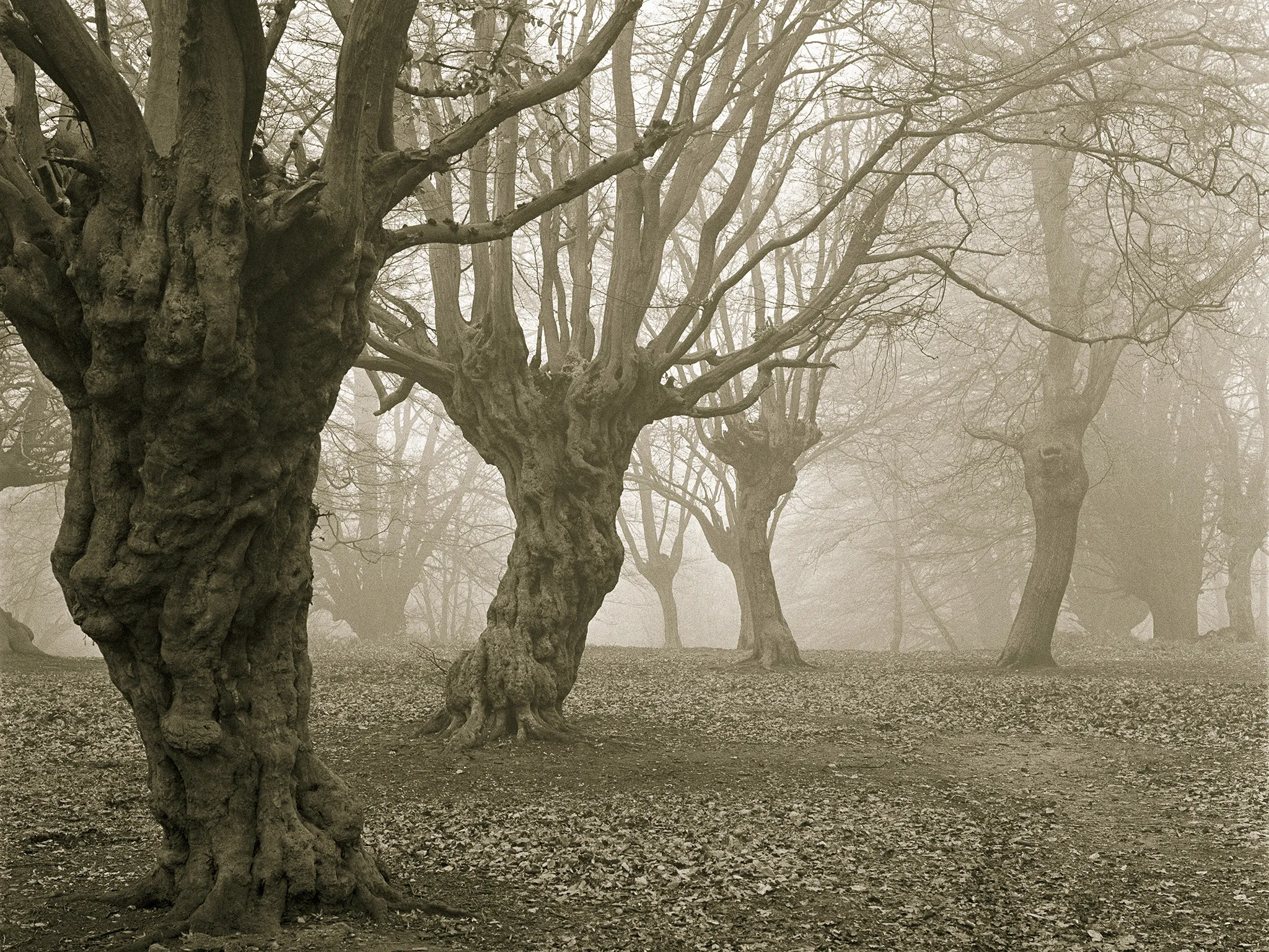 Haunted stories collection.