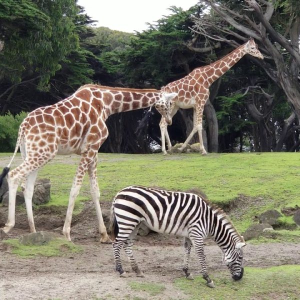 Exploring the Unexplained: Paranormal Activities in Zoos